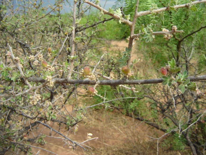 Littleleaf Sumac photo 6