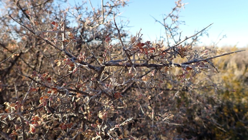 Littleleaf Sumac photo 7