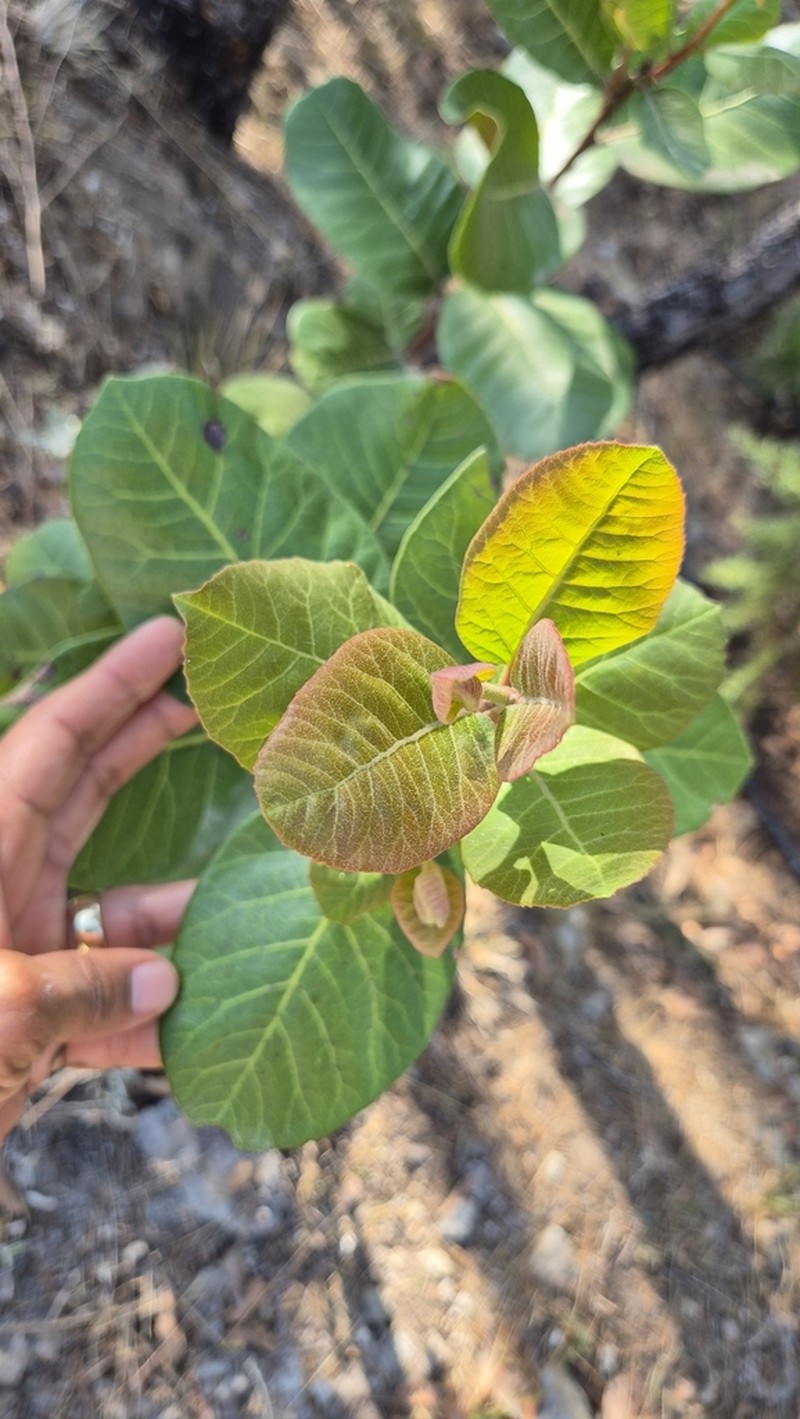 Rhus muelleri