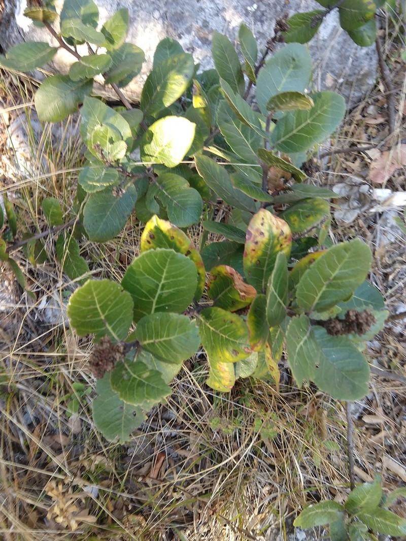 Rhus muelleri photo 2