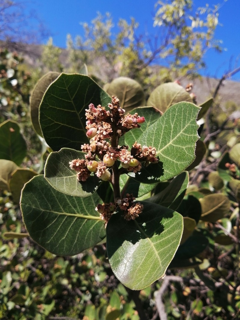 Rhus muelleri photo 3