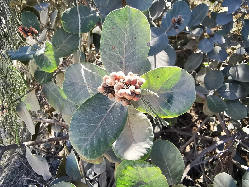 Rhus muelleri photo 4