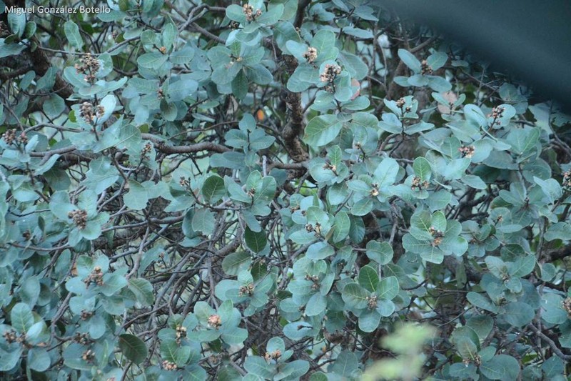 Rhus muelleri photo 5