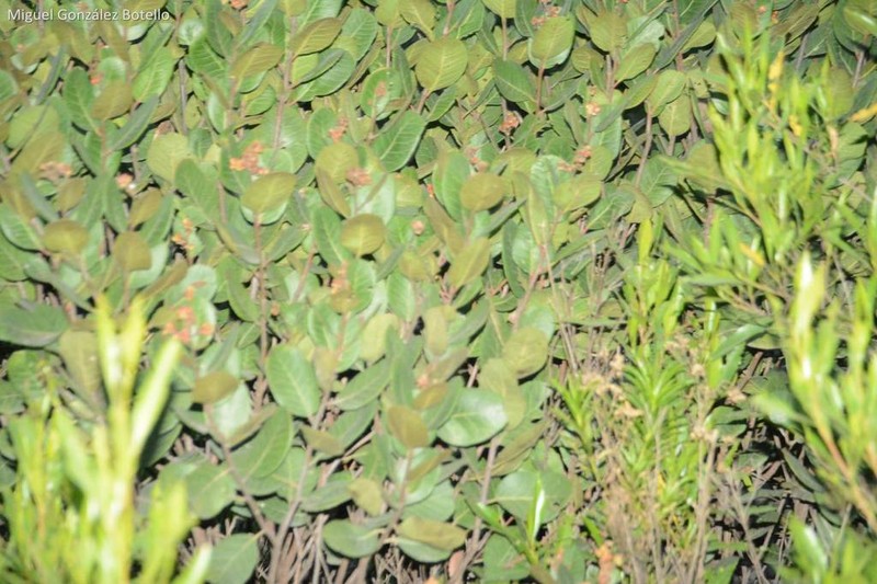 Rhus muelleri photo 6