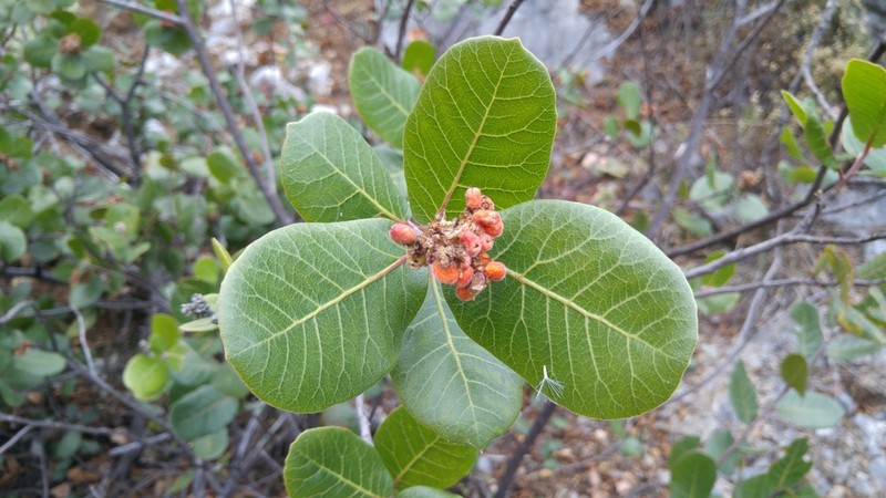 Rhus muelleri photo 7