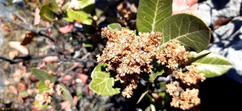 Rhus muelleri photo 8
