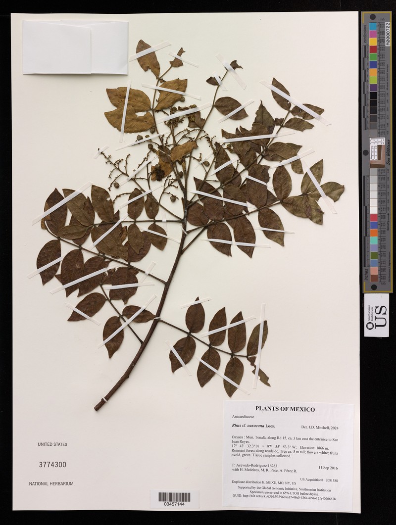 Rhus oaxacana