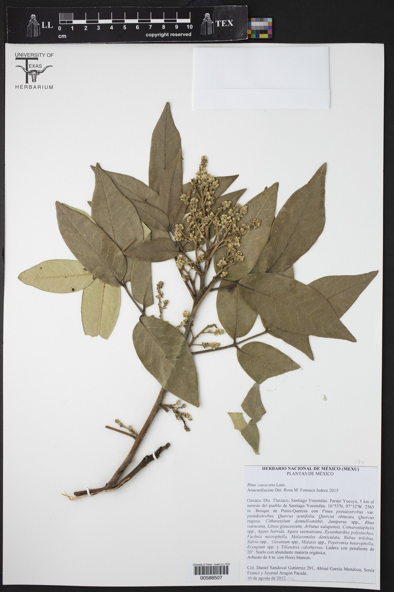 Rhus oaxacana photo 2