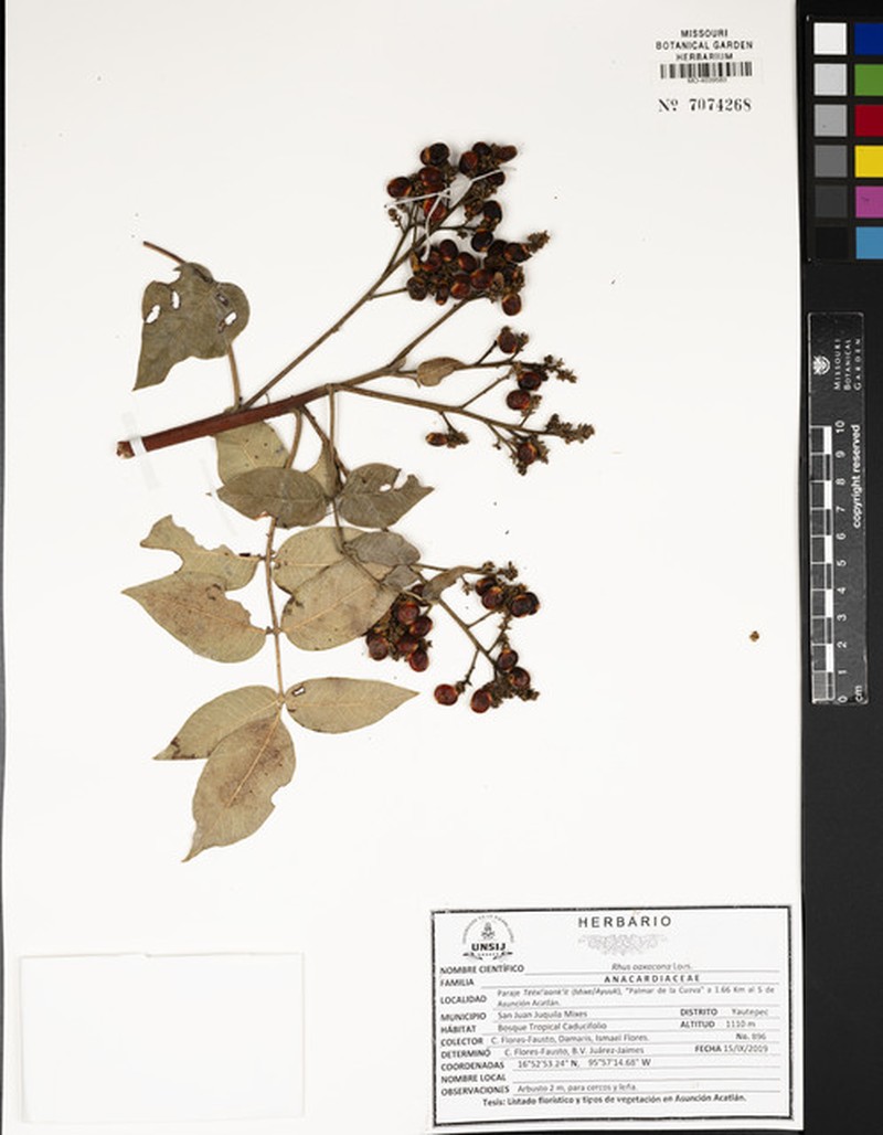 Rhus oaxacana photo 3