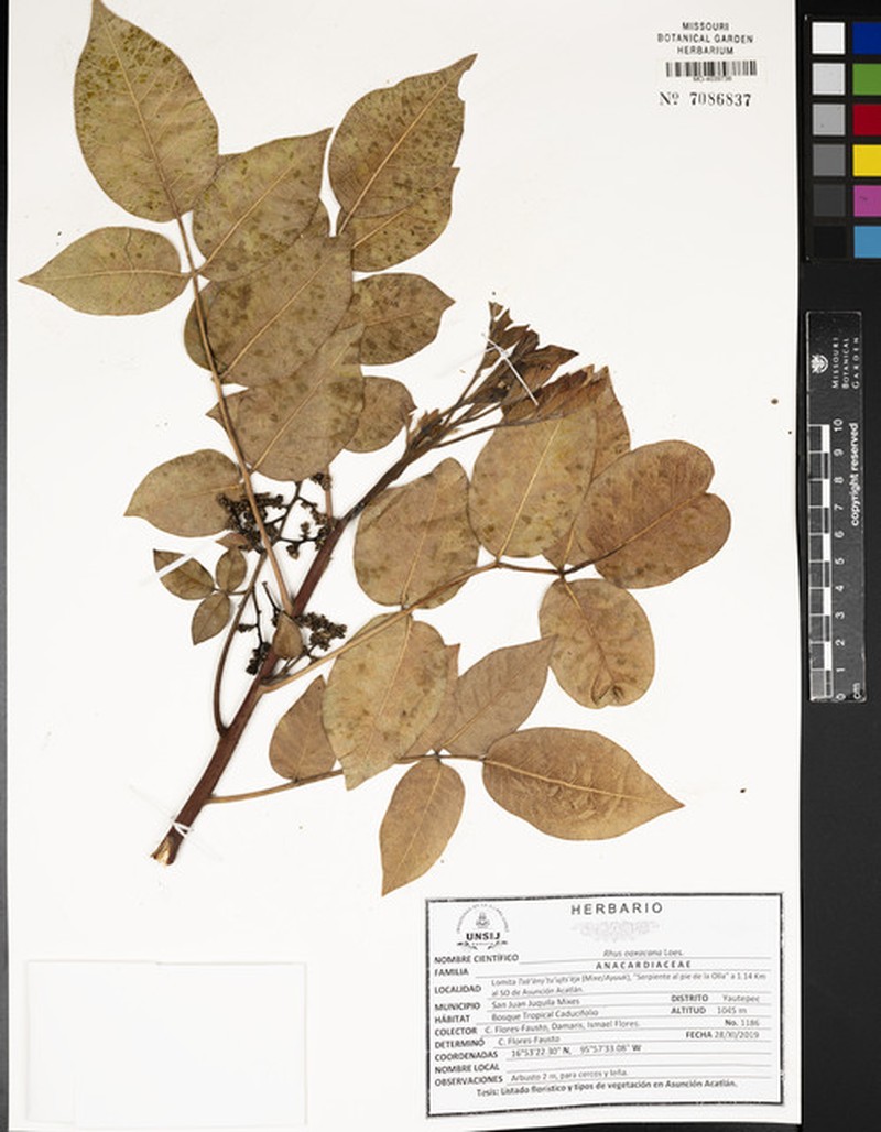 Rhus oaxacana photo 4