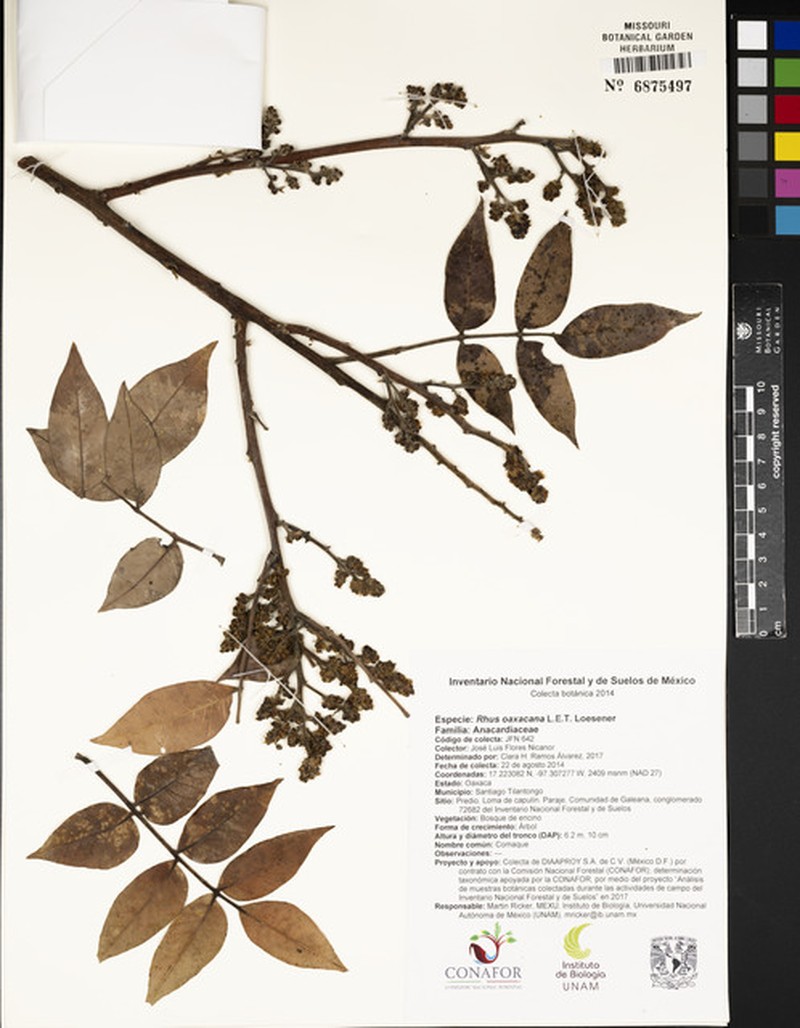 Rhus oaxacana photo 5