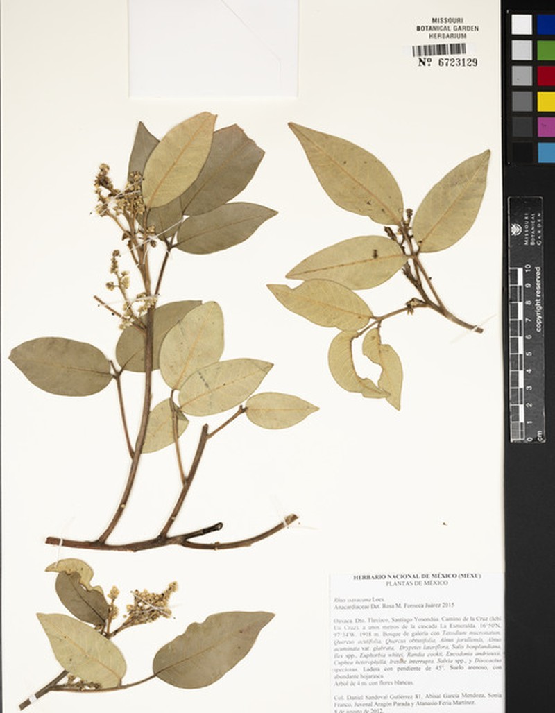Rhus oaxacana photo 6