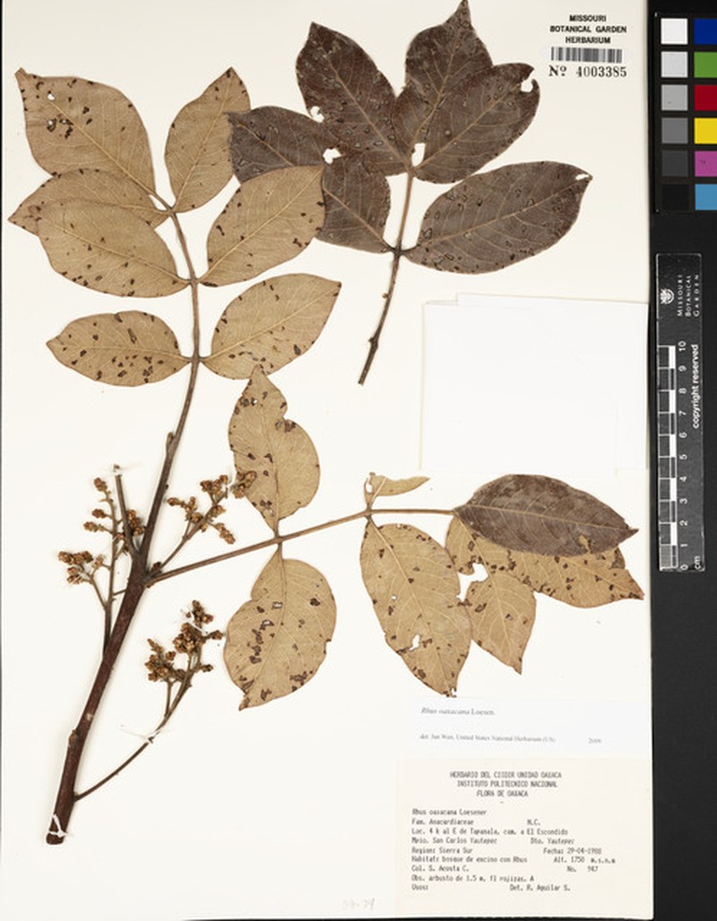 Rhus oaxacana photo 7