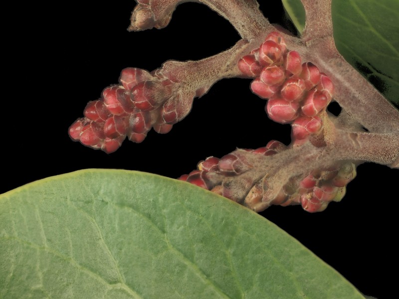 Sugar Sumac photo 2