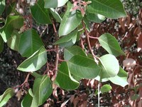 Sugar Sumac