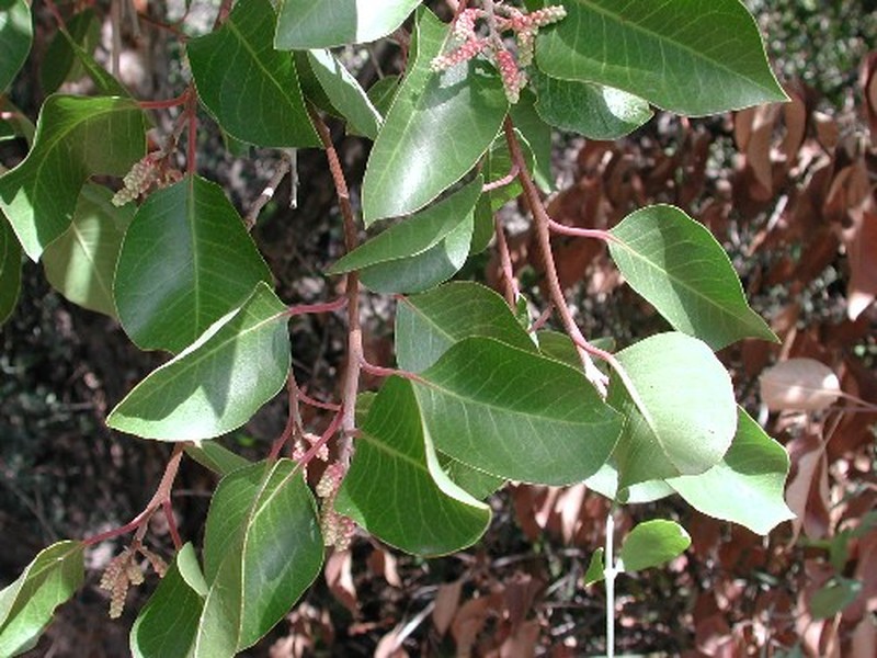 Sugar Sumac