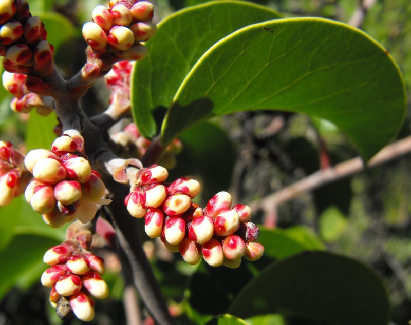 Sugar Sumac photo 4