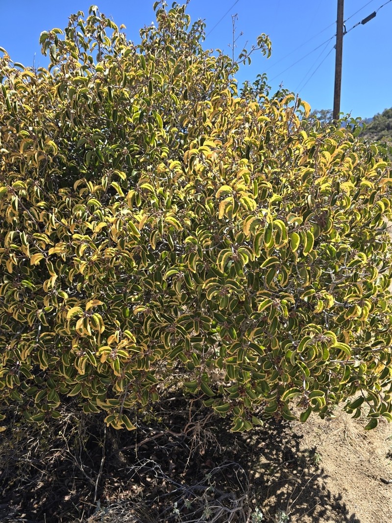 Sugar Sumac photo 6