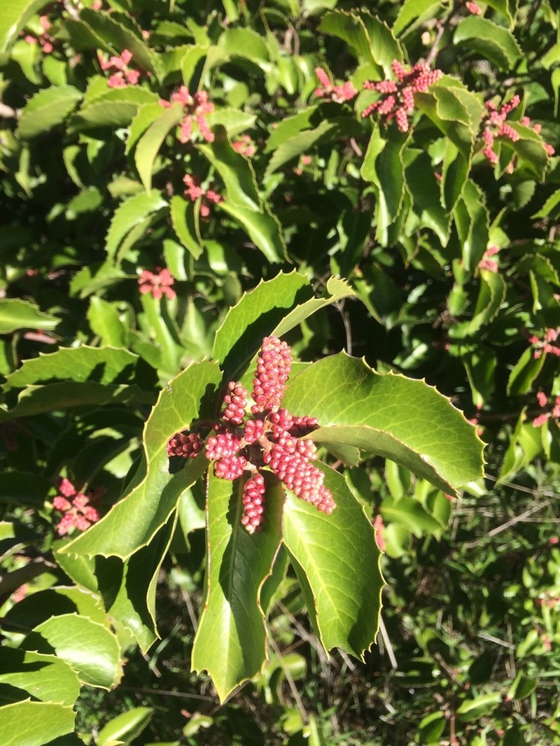Sugar Sumac photo 7