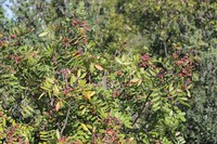 Rhus pachyrrhachis