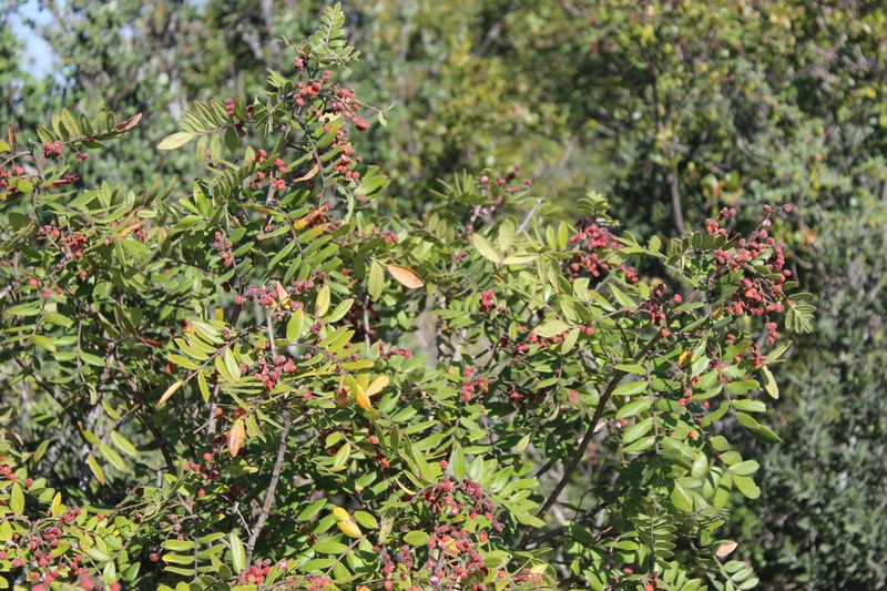 Rhus pachyrrhachis