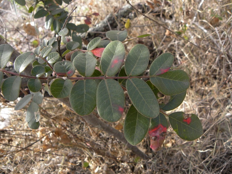 Rhus pachyrrhachis photo 2