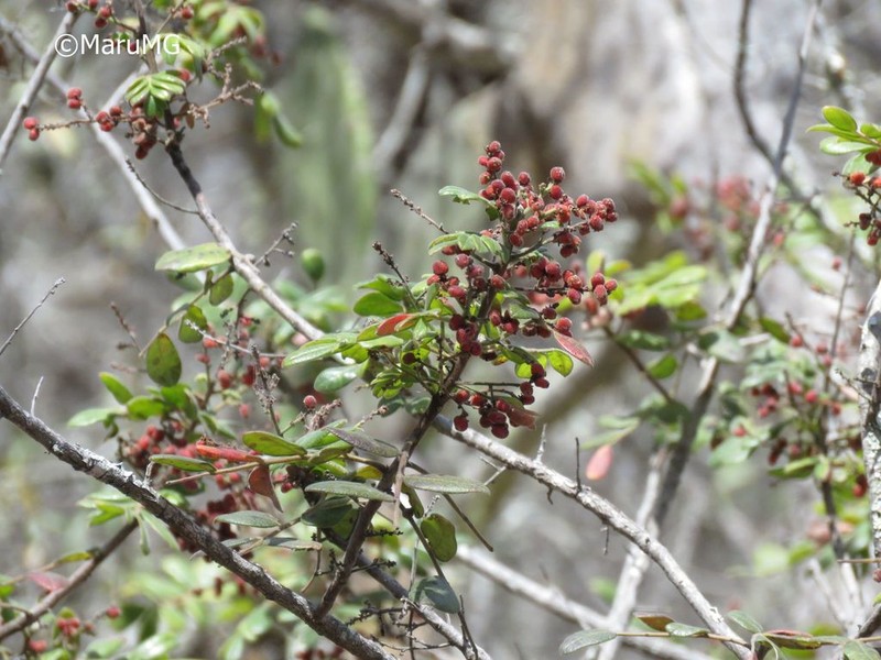 Rhus pachyrrhachis photo 3