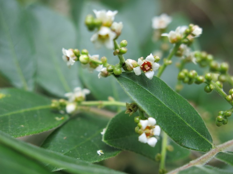 Rhus pachyrrhachis photo 4