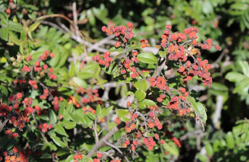 Rhus pachyrrhachis photo 5
