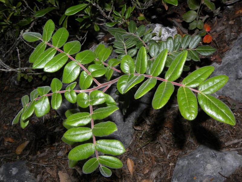 Rhus pachyrrhachis photo 6