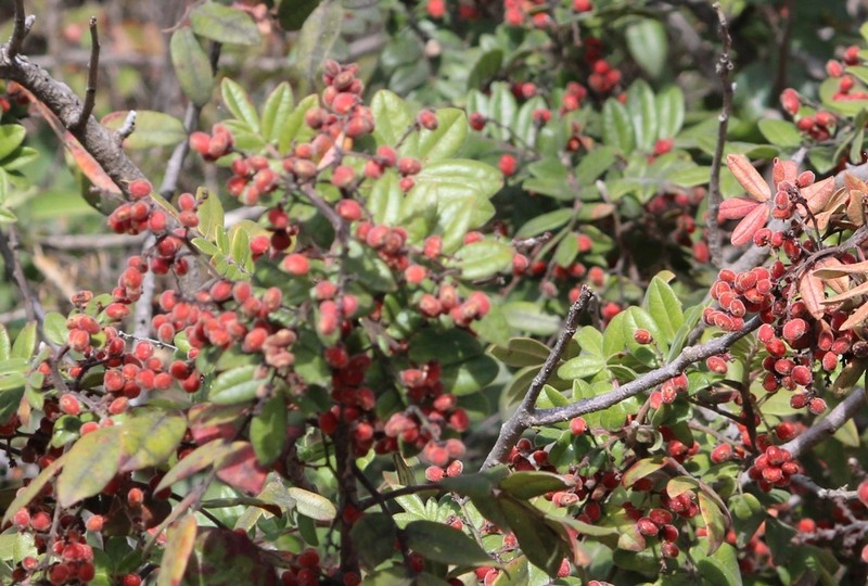 Rhus pachyrrhachis photo 7