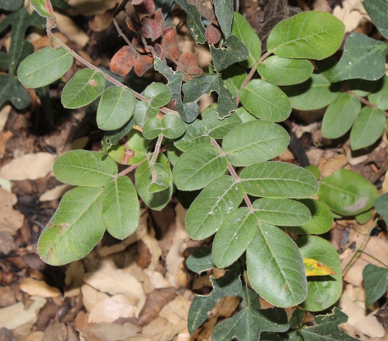 Rhus pachyrrhachis photo 8