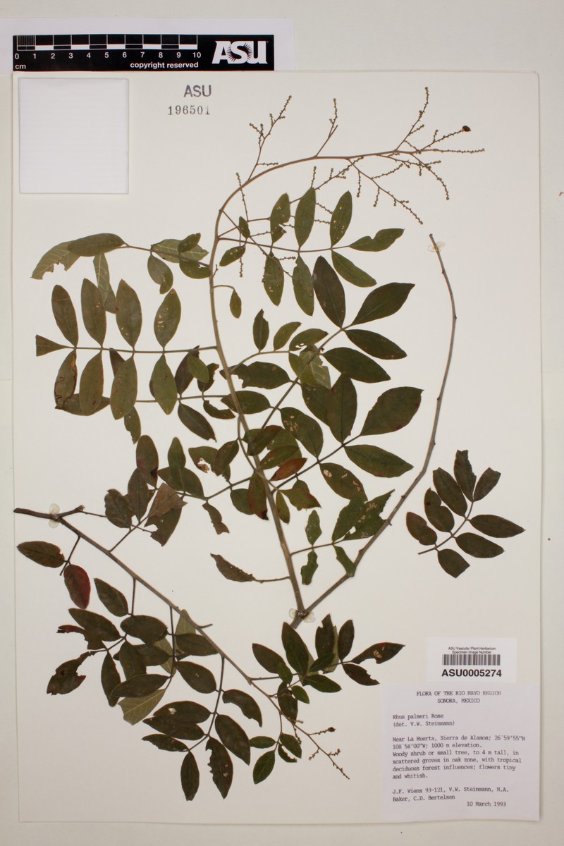 Rhus palmeri