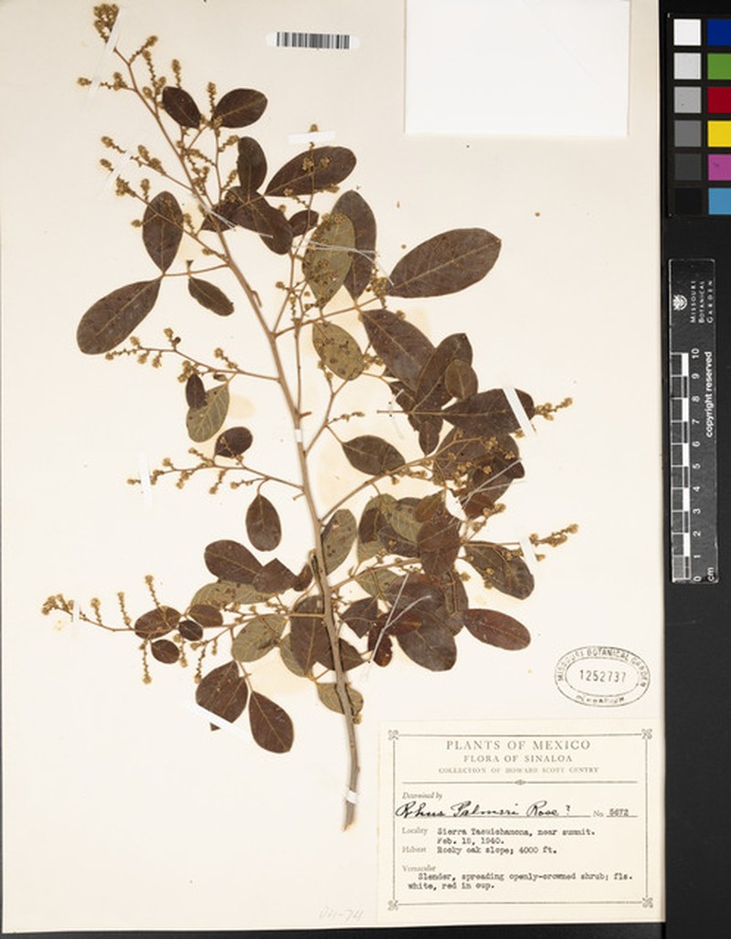 Rhus palmeri photo 2