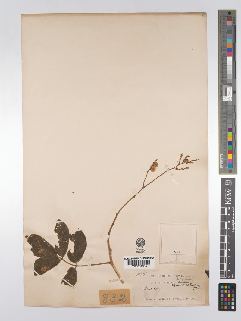 Rhus palmeri photo 3