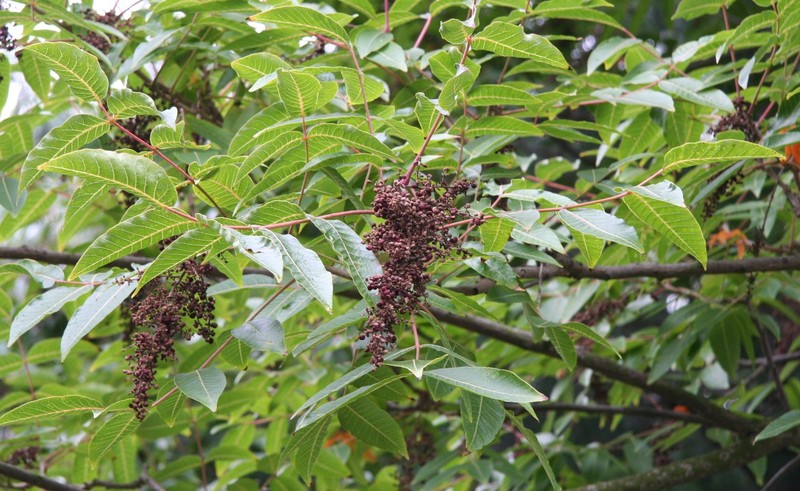Rhus potaninii