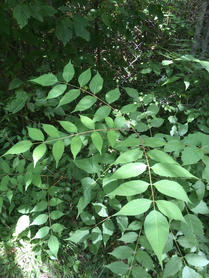 Rhus potaninii photo 2