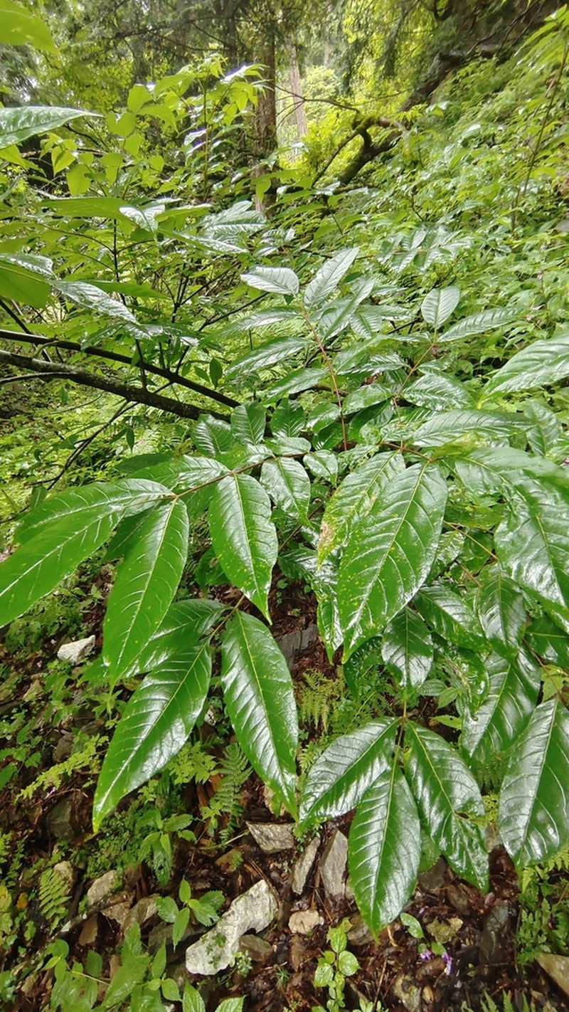 Rhus potaninii photo 3