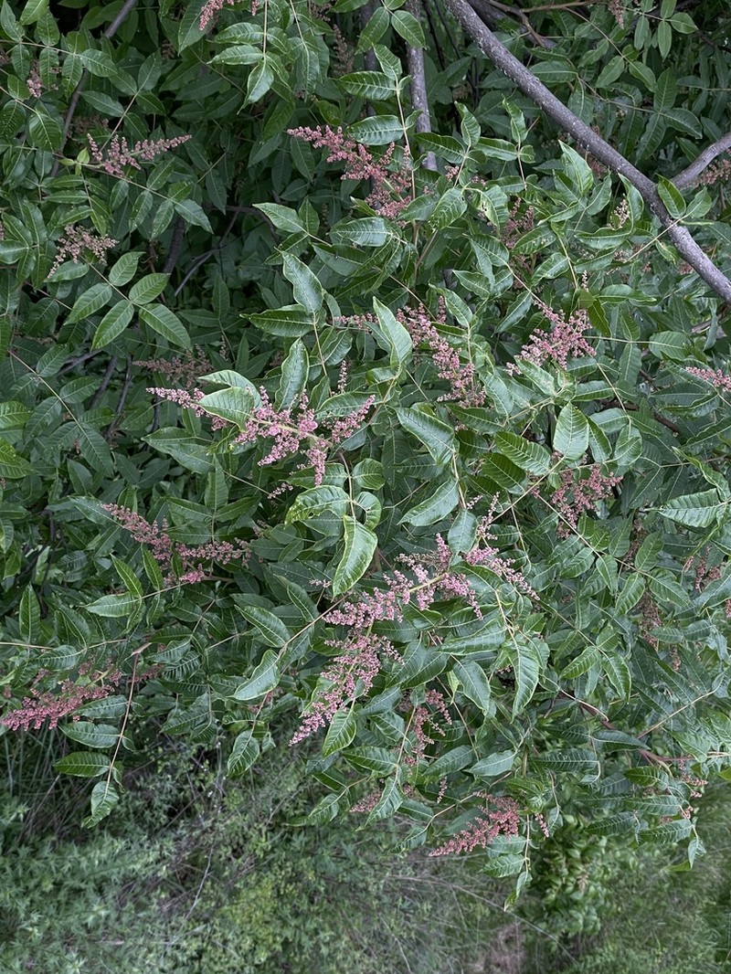 Rhus potaninii photo 4