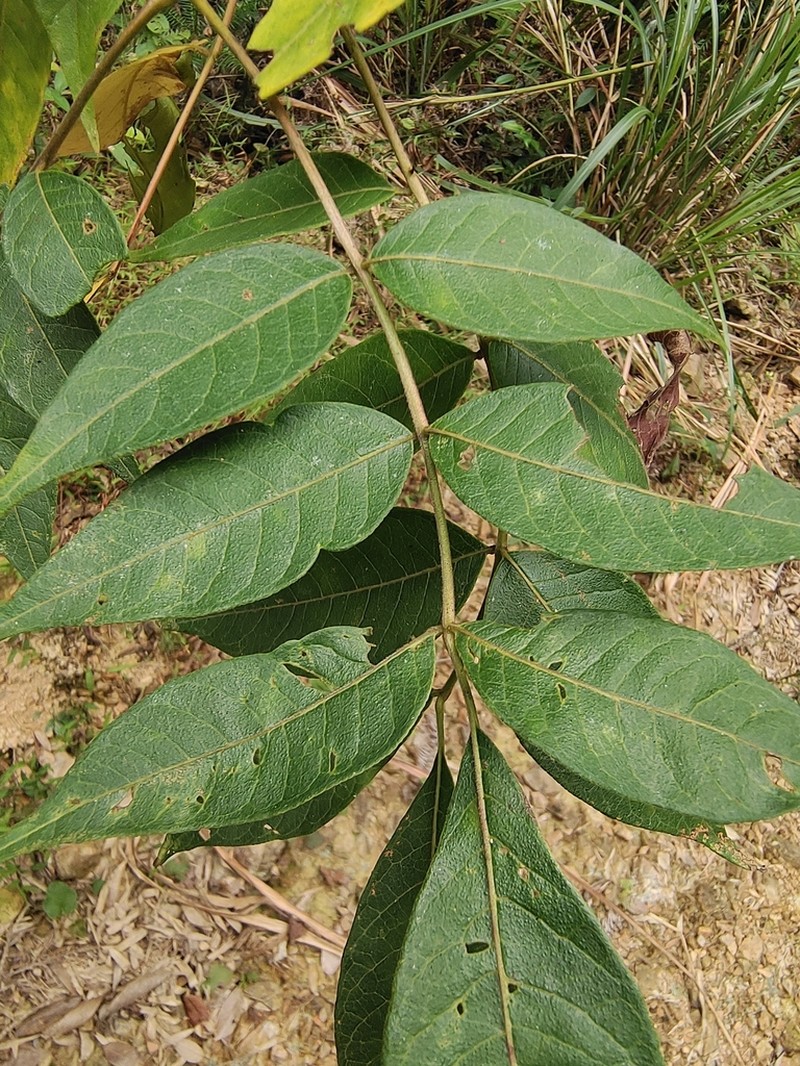 Rhus potaninii photo 5