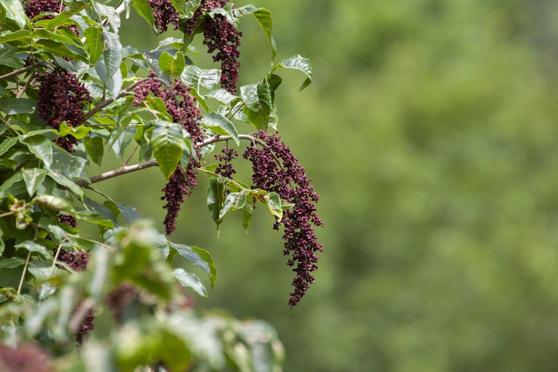 Rhus potaninii photo 6