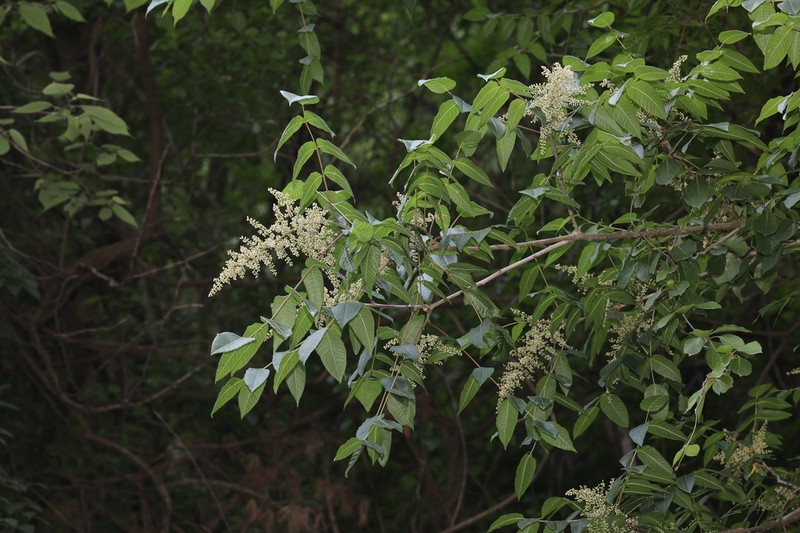 Rhus potaninii photo 7