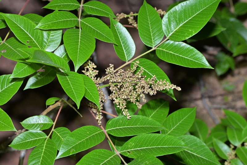 Rhus punjabensis