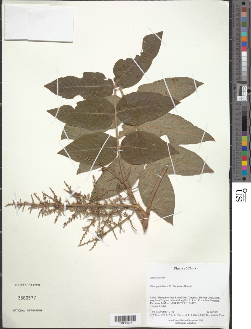 Rhus punjabensis photo 2