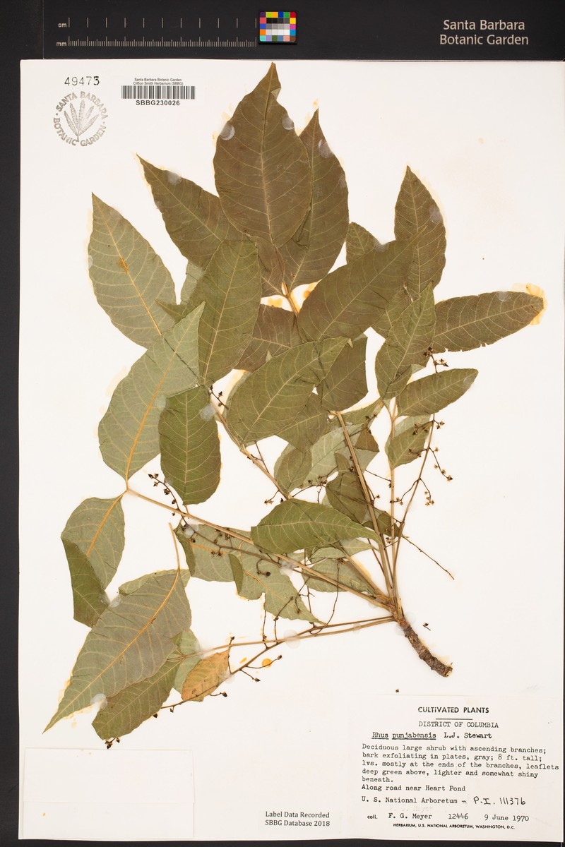 Rhus punjabensis photo 3