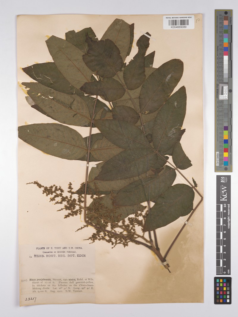 Rhus punjabensis var. sinica