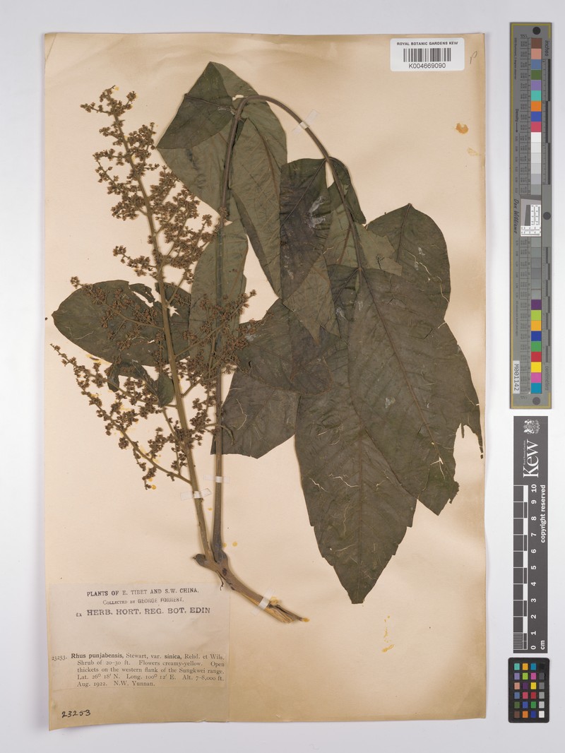 Rhus punjabensis var. sinica photo 2