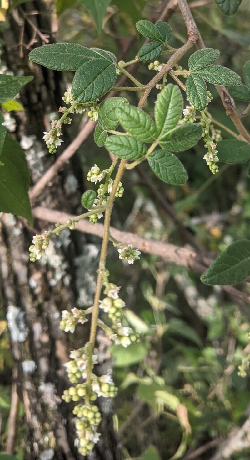 Rhus rubifolia