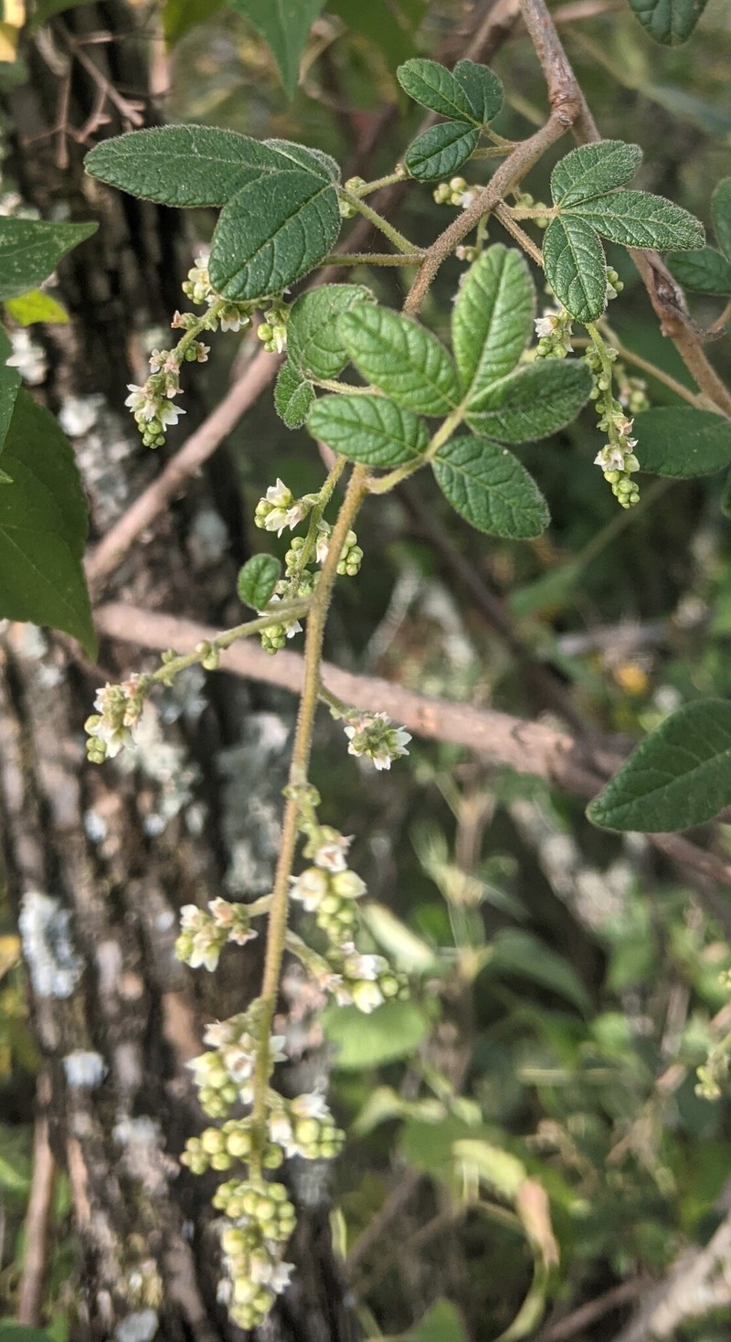 Rhus rubifolia photo 5