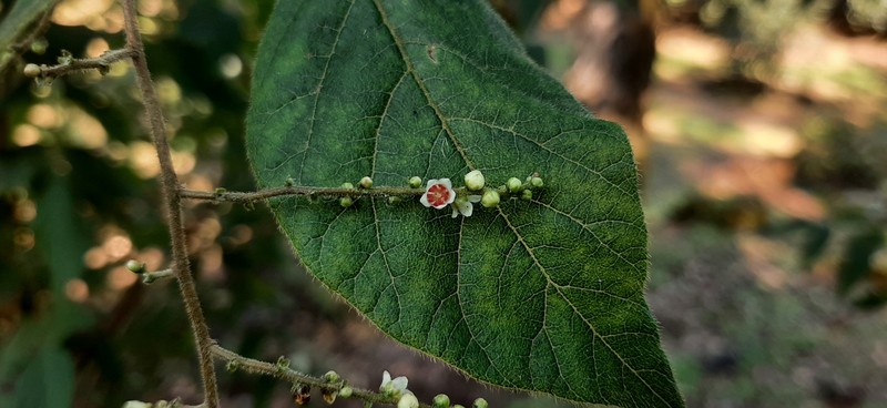 Rhus rubifolia photo 6